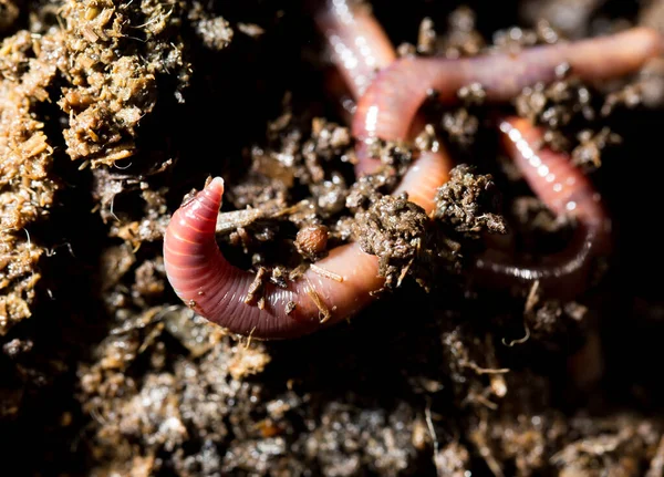 Röd Maskgödsel Makro Parken Naturen Stockbild