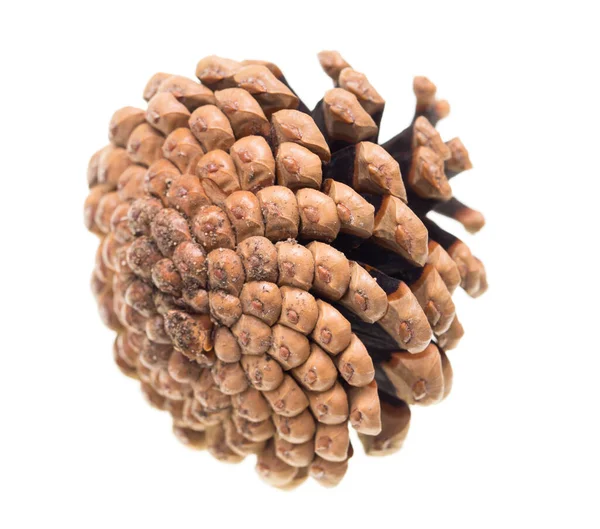 Pine Cones White Background Photos Studio Stock Photo