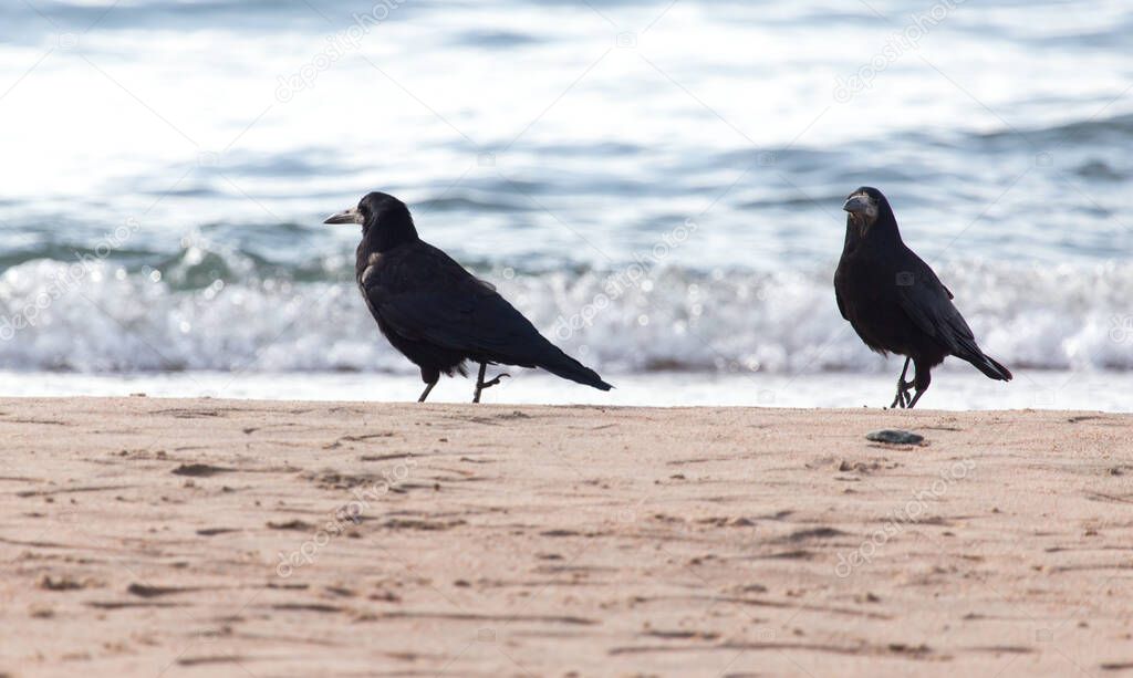 black crow on the sand . In the park in nature