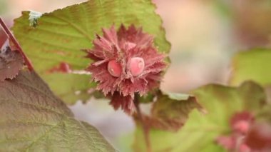 Fındıklar doğada bir ağaçta.