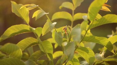 Bir çiçeğe yakın çekim