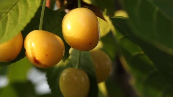Žluté zralé sladké třešně na větvi stromu. — Stock video