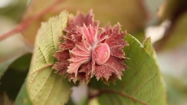 Nocciole su un albero sulla natura. — Video Stock