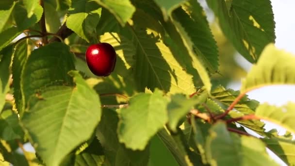 Cereza roja madura dulce en una rama de árbol . — Vídeos de Stock