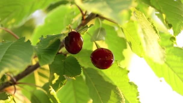 Cereza roja madura dulce en una rama de árbol . — Vídeos de Stock