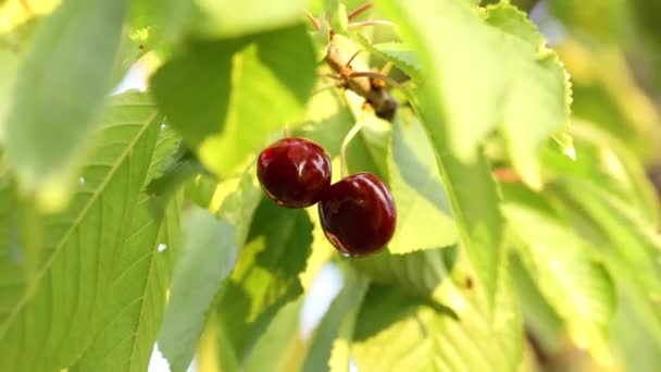 Cereja doce madura vermelha em um ramo de árvore . — Vídeo de Stock