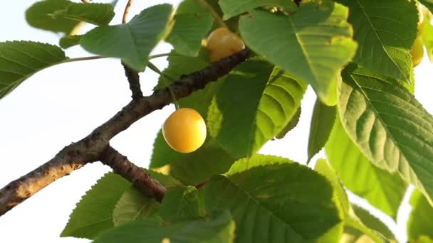 Ciliegia gialla matura su un ramo d'albero. — Video Stock