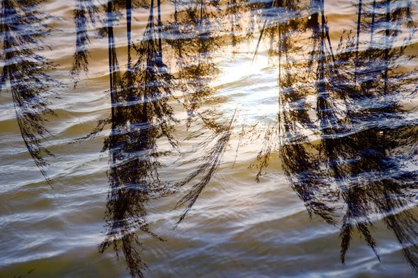 Bulrush Sobre Fondo Puesta Sol Invierno Foto Una Textura Abstracta — Foto de Stock