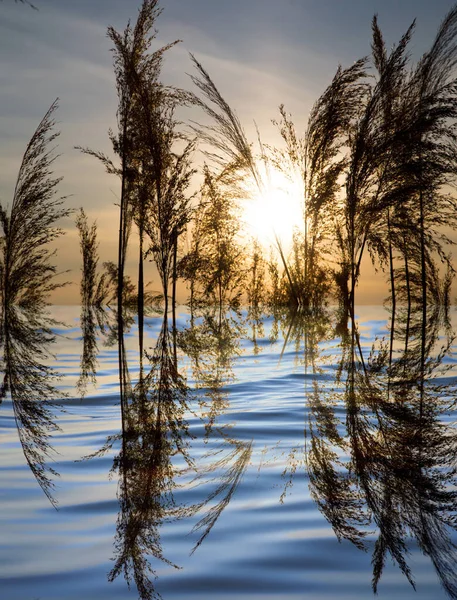 日落时 湖面上的芦苇 抽象纹理的照片 — 图库照片