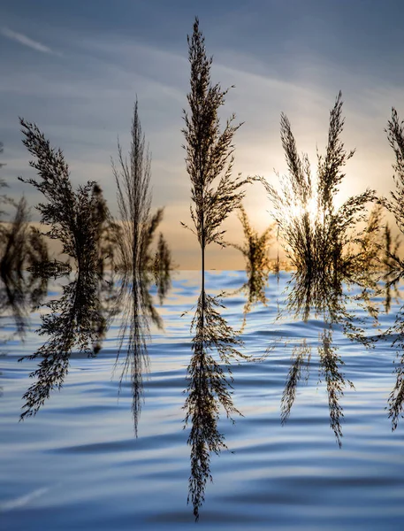 Cañas Lago Atardecer Foto Una Textura Abstracta — Foto de Stock