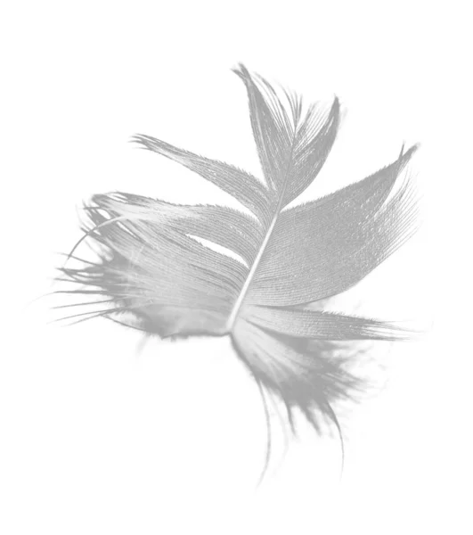 Feather White Background Photos Studio — Stock Photo, Image