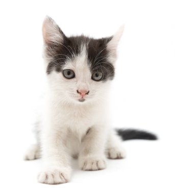 Beyaz arka planda küçük bir kedi yavrusu. Fotoğraflar stüdyoda.
