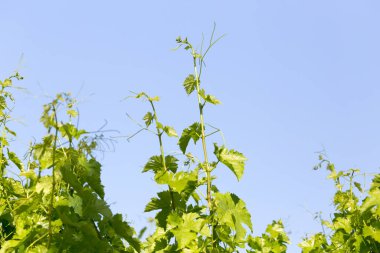 Üzümün genç yaprakları mavi gökyüzünün arka planında .