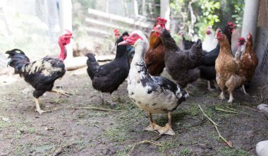 Çiftlikteki bir kaz portresi .