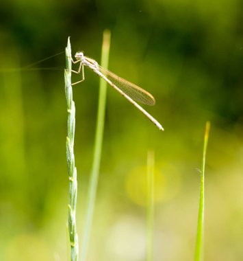 Doğadaki yusufçuk. Makro. Doğadaki parkta.