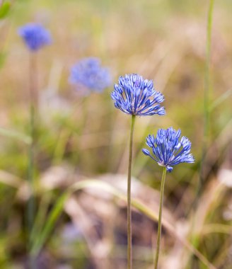 Doğadaki güzel mavi çiçek. Doğadaki parkta.
