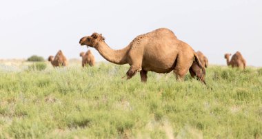 Doğada bir deve portresi. Doğadaki parkta.