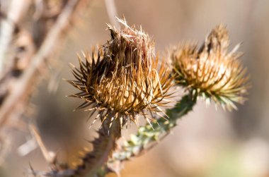 Doğada dikenli bitki. Doğadaki parkta.