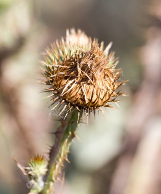 Doğada dikenli bitki. Doğadaki parkta.