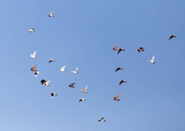 Mavi gökyüzüne karşı uçan güvercin. Doğadaki parkta.