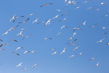 Uçan bir martı sürüsü. Doğadaki parkta.