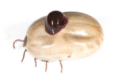 Beyaz arka planda kandaki akarsular. makro .