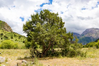 Thuja doğadaki dağlarda. Doğadaki parkta.