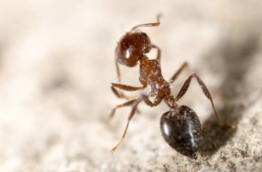 Karınca yerde. Makro. Doğadaki parkta.