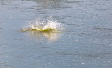 Balıklardan su sıçrat. Doğadaki parkta.