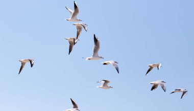 Uçan bir martı sürüsü. Doğadaki parkta.