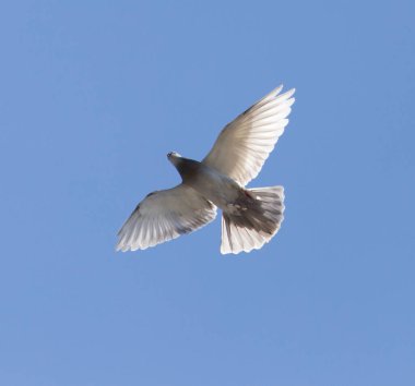 Mavi gökyüzünde bir güvercin. Doğadaki parkta.