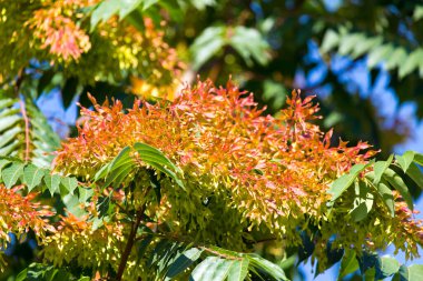 Doğadaki ağaçtaki portakal çiçekleri .