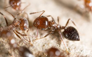 Karınca yerde. Makro. Doğadaki parkta.