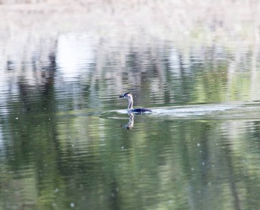 Göldeki yaban ördeği. Doğadaki parkta.