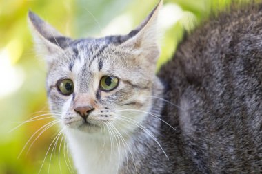 Çimlerdeki kedi doğada .