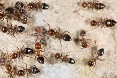 Karınca yerde. Makro. Doğadaki parkta.