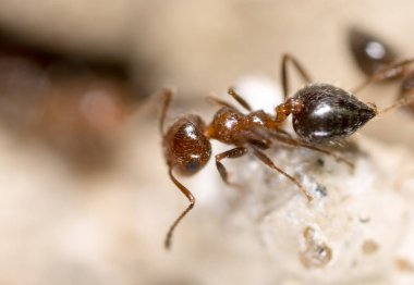 Karınca yerde. Süper Macro. Doğadaki parkta.