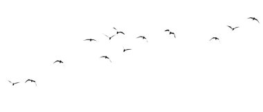 Beyaz arka planda bir kuş sürüsünün silueti .