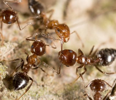 Karınca yerde. Makro. Doğadaki parkta.