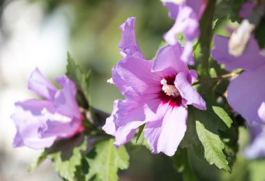 Doğadaki güzel pembe çiçek. Doğadaki parkta.