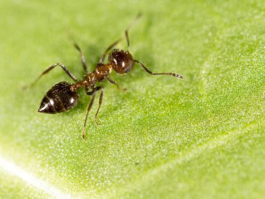 Yeşil yapraklı bir karınca. Makro. Doğadaki parkta.
