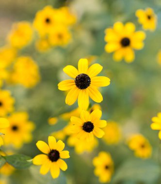 Doğadaki güzel sarı çiçek. Doğadaki parkta.