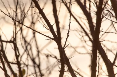 Gün doğumunda bir ağacın çıplak dalları .
