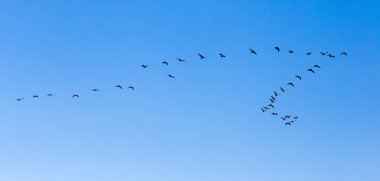 Mavi gökyüzünde güneye uçan bir kuş sürüsü. .