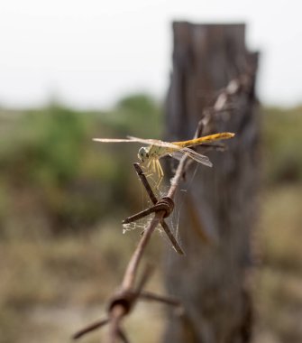 Çitteki yusufçuk. Doğadaki parkta.