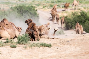 Develer doğanın tozunda yatar. .