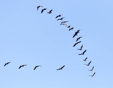 Mavi gökyüzünde güneye uçan bir kuş sürüsü. .
