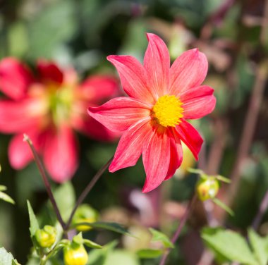 Doğadaki güzel kırmızı çiçek. Doğadaki parkta.