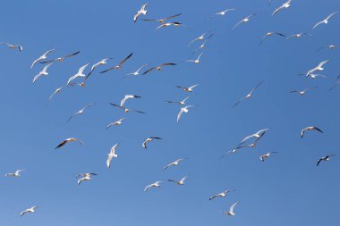 Uçan bir martı sürüsü. Doğadaki parkta.