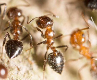Karınca yerde. Makro. Doğadaki parkta.